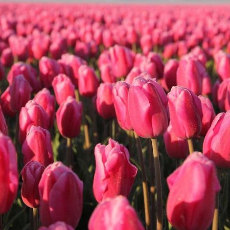Hotelhuisjes Aartswoud Dış mekan fotoğraf